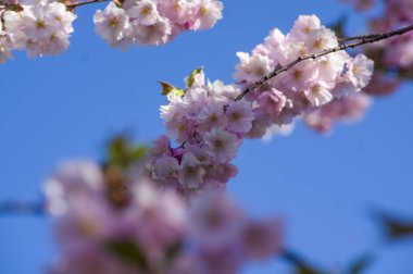 Parkta güzel kiraz çiçekleri var. Baharda çiçek açan pembe çiçeklerle dolu bir bahçe bahçesinde sakura ağacının yakın çekimi. Güneşli mavi gökyüzünde ağacın dalları. Çiçek desenli doku, duvar kağıdı