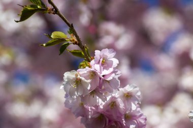 Parkta güzel kiraz çiçekleri var. Baharda çiçek açan pembe çiçeklerle dolu bir bahçe bahçesinde sakura ağacının yakın çekimi. Güneşli mavi gökyüzünde ağacın dalları. Çiçek desenli doku, duvar kağıdı