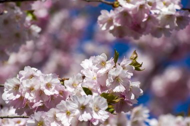 Parkta güzel kiraz çiçekleri var. Baharda çiçek açan pembe çiçeklerle dolu bir bahçe bahçesinde sakura ağacının yakın çekimi. Güneşli mavi gökyüzünde ağacın dalları. Çiçek desenli doku, duvar kağıdı