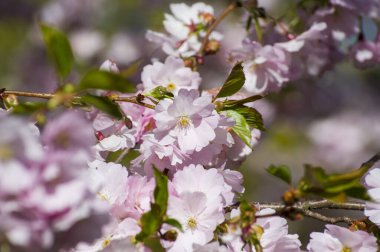 Parkta güzel kiraz çiçekleri var. Baharda çiçek açan pembe çiçeklerle dolu bir bahçe bahçesinde sakura ağacının yakın çekimi. Güneşli mavi gökyüzünde ağacın dalları. Çiçek desenli doku, duvar kağıdı