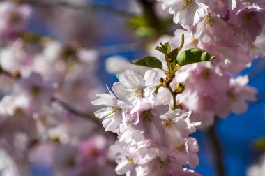 Parkta güzel kiraz çiçekleri var. Baharda çiçek açan pembe çiçeklerle dolu bir bahçe bahçesinde sakura ağacının yakın çekimi. Güneşli mavi gökyüzünde ağacın dalları. Çiçek desenli doku, duvar kağıdı