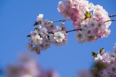 Parkta güzel kiraz çiçekleri var. Baharda çiçek açan pembe çiçeklerle dolu bir bahçe bahçesinde sakura ağacının yakın çekimi. Güneşli mavi gökyüzünde ağacın dalları. Çiçek desenli doku, duvar kağıdı