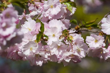 Parkta güzel kiraz çiçekleri var. Baharda çiçek açan pembe çiçeklerle dolu bir bahçe bahçesinde sakura ağacının yakın çekimi. Güneşli mavi gökyüzünde ağacın dalları. Çiçek desenli doku, duvar kağıdı