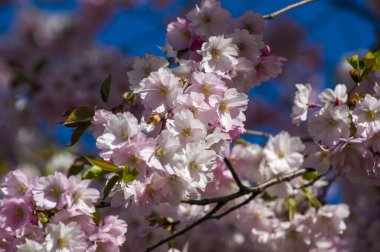 Parkta güzel kiraz çiçekleri var. Baharda çiçek açan pembe çiçeklerle dolu bir bahçe bahçesinde sakura ağacının yakın çekimi. Güneşli mavi gökyüzünde ağacın dalları. Çiçek desenli doku, duvar kağıdı