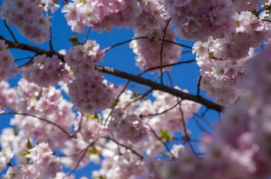 Parkta güzel kiraz çiçekleri var. Baharda çiçek açan pembe çiçeklerle dolu bir bahçe bahçesinde sakura ağacının yakın çekimi. Güneşli mavi gökyüzünde ağacın dalları. Çiçek desenli doku, duvar kağıdı