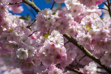 Parkta güzel kiraz çiçekleri var. Baharda çiçek açan pembe çiçeklerle dolu bir bahçe bahçesinde sakura ağacının yakın çekimi. Güneşli mavi gökyüzünde ağacın dalları. Çiçek desenli doku, duvar kağıdı