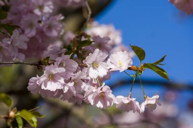 Parkta güzel kiraz çiçekleri var. Baharda çiçek açan pembe çiçeklerle dolu bir bahçe bahçesinde sakura ağacının yakın çekimi. Güneşli mavi gökyüzünde ağacın dalları. Çiçek desenli doku, duvar kağıdı