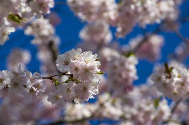 Parkta güzel kiraz çiçekleri var. Baharda çiçek açan pembe çiçeklerle dolu bir bahçe bahçesinde sakura ağacının yakın çekimi. Güneşli mavi gökyüzünde ağacın dalları. Çiçek desenli doku, duvar kağıdı