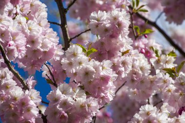 Parkta güzel kiraz çiçekleri var. Baharda çiçek açan pembe çiçeklerle dolu bir bahçe bahçesinde sakura ağacının yakın çekimi. Güneşli mavi gökyüzünde ağacın dalları. Çiçek desenli doku, duvar kağıdı