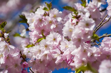 Parkta güzel kiraz çiçekleri var. Baharda çiçek açan pembe çiçeklerle dolu bir bahçe bahçesinde sakura ağacının yakın çekimi. Güneşli mavi gökyüzünde ağacın dalları. Çiçek desenli doku, duvar kağıdı