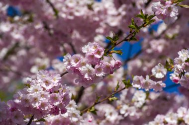 Parkta güzel kiraz çiçekleri var. Baharda çiçek açan pembe çiçeklerle dolu bir bahçe bahçesinde sakura ağacının yakın çekimi. Güneşli mavi gökyüzünde ağacın dalları. Çiçek desenli doku, duvar kağıdı