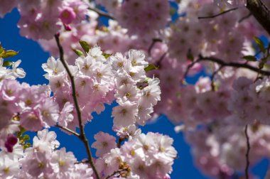 Parkta güzel kiraz çiçekleri var. Baharda çiçek açan pembe çiçeklerle dolu bir bahçe bahçesinde sakura ağacının yakın çekimi. Güneşli mavi gökyüzünde ağacın dalları. Çiçek desenli doku, duvar kağıdı