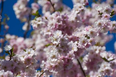 Parkta güzel kiraz çiçekleri var. Baharda çiçek açan pembe çiçeklerle dolu bir bahçe bahçesinde sakura ağacının yakın çekimi. Güneşli mavi gökyüzünde ağacın dalları. Çiçek desenli doku, duvar kağıdı