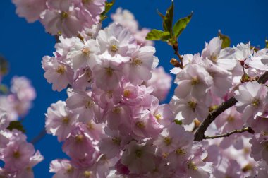 Parkta güzel kiraz çiçekleri var. Baharda çiçek açan pembe çiçeklerle dolu bir bahçe bahçesinde sakura ağacının yakın çekimi. Güneşli mavi gökyüzünde ağacın dalları. Çiçek desenli doku, duvar kağıdı