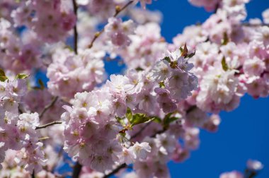 Parkta güzel kiraz çiçekleri var. Baharda çiçek açan pembe çiçeklerle dolu bir bahçe bahçesinde sakura ağacının yakın çekimi. Güneşli mavi gökyüzünde ağacın dalları. Çiçek desenli doku, duvar kağıdı