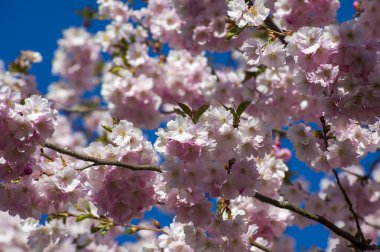 Parkta güzel kiraz çiçekleri var. Baharda çiçek açan pembe çiçeklerle dolu bir bahçe bahçesinde sakura ağacının yakın çekimi. Güneşli mavi gökyüzünde ağacın dalları. Çiçek desenli doku, duvar kağıdı