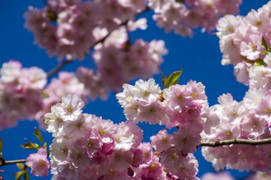 Beautiful cherry blossoms in park. Close-up of sakura tree full in blooming pink flowers in spring in a picturesque garden. Branches of the tree over sunny blue sky. Floral pattern texture, wallpaper