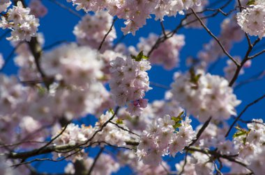 Parkta güzel kiraz çiçekleri var. Baharda çiçek açan pembe çiçeklerle dolu bir bahçe bahçesinde sakura ağacının yakın çekimi. Güneşli mavi gökyüzünde ağacın dalları. Çiçek desenli doku, duvar kağıdı