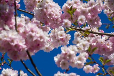 Beautiful cherry blossoms in park. Close-up of sakura tree full in blooming pink flowers in spring in a picturesque garden. Branches of the tree over sunny blue sky. Floral pattern texture, wallpaper