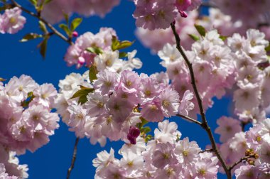Parkta güzel kiraz çiçekleri var. Baharda çiçek açan pembe çiçeklerle dolu bir bahçe bahçesinde sakura ağacının yakın çekimi. Güneşli mavi gökyüzünde ağacın dalları. Çiçek desenli doku, duvar kağıdı