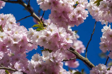 Parkta güzel kiraz çiçekleri var. Baharda çiçek açan pembe çiçeklerle dolu bir bahçe bahçesinde sakura ağacının yakın çekimi. Güneşli mavi gökyüzünde ağacın dalları. Çiçek desenli doku, duvar kağıdı