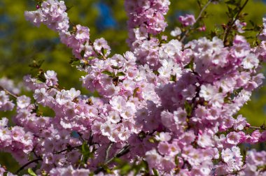Parkta güzel kiraz çiçekleri var. Baharda çiçek açan pembe çiçeklerle dolu bir bahçe bahçesinde sakura ağacının yakın çekimi. Güneşli mavi gökyüzünde ağacın dalları. Çiçek desenli doku, duvar kağıdı