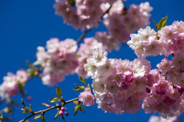 Parkta güzel kiraz çiçekleri var. Baharda çiçek açan pembe çiçeklerle dolu bir bahçe bahçesinde sakura ağacının yakın çekimi. Güneşli mavi gökyüzünde ağacın dalları. Çiçek desenli doku, duvar kağıdı