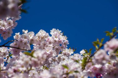 Parkta güzel kiraz çiçekleri var. Baharda çiçek açan pembe çiçeklerle dolu bir bahçe bahçesinde sakura ağacının yakın çekimi. Güneşli mavi gökyüzünde ağacın dalları. Çiçek desenli doku, duvar kağıdı