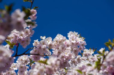 Parkta güzel kiraz çiçekleri var. Baharda çiçek açan pembe çiçeklerle dolu bir bahçe bahçesinde sakura ağacının yakın çekimi. Güneşli mavi gökyüzünde ağacın dalları. Çiçek desenli doku, duvar kağıdı