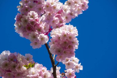 Parkta güzel kiraz çiçekleri var. Baharda çiçek açan pembe çiçeklerle dolu bir bahçe bahçesinde sakura ağacının yakın çekimi. Güneşli mavi gökyüzünde ağacın dalları. Çiçek desenli doku, duvar kağıdı
