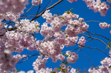Parkta güzel kiraz çiçekleri var. Baharda çiçek açan pembe çiçeklerle dolu bir bahçe bahçesinde sakura ağacının yakın çekimi. Güneşli mavi gökyüzünde ağacın dalları. Çiçek desenli doku, duvar kağıdı