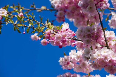 Parkta güzel kiraz çiçekleri var. Baharda çiçek açan pembe çiçeklerle dolu bir bahçe bahçesinde sakura ağacının yakın çekimi. Güneşli mavi gökyüzünde ağacın dalları. Çiçek desenli doku, duvar kağıdı