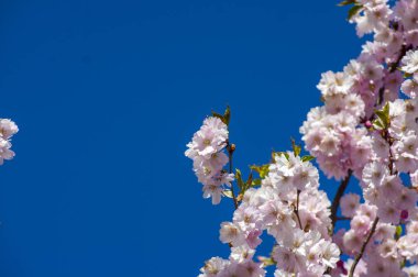 Parkta güzel kiraz çiçekleri var. Baharda çiçek açan pembe çiçeklerle dolu bir bahçe bahçesinde sakura ağacının yakın çekimi. Güneşli mavi gökyüzünde ağacın dalları. Çiçek desenli doku, duvar kağıdı