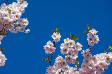 Parkta güzel kiraz çiçekleri var. Baharda çiçek açan pembe çiçeklerle dolu bir bahçe bahçesinde sakura ağacının yakın çekimi. Güneşli mavi gökyüzünde ağacın dalları. Çiçek desenli doku, duvar kağıdı