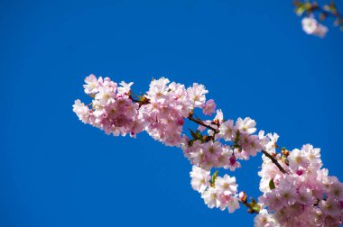 Parkta güzel kiraz çiçekleri var. Baharda çiçek açan pembe çiçeklerle dolu bir bahçe bahçesinde sakura ağacının yakın çekimi. Güneşli mavi gökyüzünde ağacın dalları. Çiçek desenli doku, duvar kağıdı