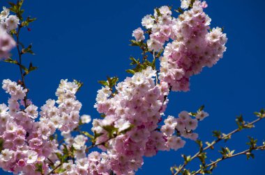 Parkta güzel kiraz çiçekleri var. Baharda çiçek açan pembe çiçeklerle dolu bir bahçe bahçesinde sakura ağacının yakın çekimi. Güneşli mavi gökyüzünde ağacın dalları. Çiçek desenli doku, duvar kağıdı
