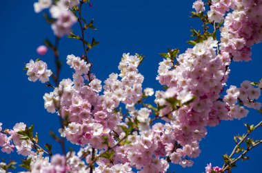 Parkta güzel kiraz çiçekleri var. Baharda çiçek açan pembe çiçeklerle dolu bir bahçe bahçesinde sakura ağacının yakın çekimi. Güneşli mavi gökyüzünde ağacın dalları. Çiçek desenli doku, duvar kağıdı