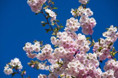 Parkta güzel kiraz çiçekleri var. Baharda çiçek açan pembe çiçeklerle dolu bir bahçe bahçesinde sakura ağacının yakın çekimi. Güneşli mavi gökyüzünde ağacın dalları. Çiçek desenli doku, duvar kağıdı