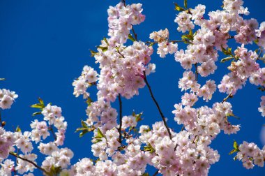 Parkta güzel kiraz çiçekleri var. Baharda çiçek açan pembe çiçeklerle dolu bir bahçe bahçesinde sakura ağacının yakın çekimi. Güneşli mavi gökyüzünde ağacın dalları. Çiçek desenli doku, duvar kağıdı