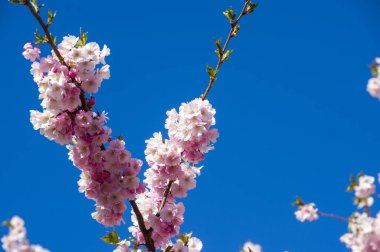 Parkta güzel kiraz çiçekleri var. Baharda çiçek açan pembe çiçeklerle dolu bir bahçe bahçesinde sakura ağacının yakın çekimi. Güneşli mavi gökyüzünde ağacın dalları. Çiçek desenli doku, duvar kağıdı
