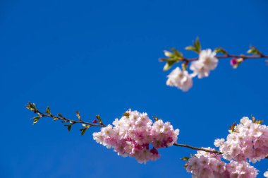 Parkta güzel kiraz çiçekleri var. Baharda çiçek açan pembe çiçeklerle dolu bir bahçe bahçesinde sakura ağacının yakın çekimi. Güneşli mavi gökyüzünde ağacın dalları. Çiçek desenli doku, duvar kağıdı