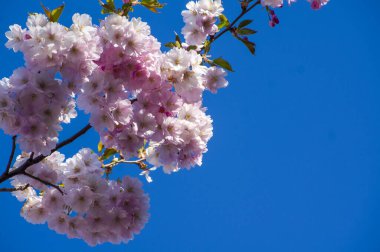 Parkta güzel kiraz çiçekleri var. Baharda çiçek açan pembe çiçeklerle dolu bir bahçe bahçesinde sakura ağacının yakın çekimi. Güneşli mavi gökyüzünde ağacın dalları. Çiçek desenli doku, duvar kağıdı