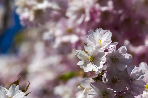 Parkta Güzel Kiraz Çiçekleri Var Baharda Çiçek Açan Pembe Çiçeklerle — Stok fotoğraf