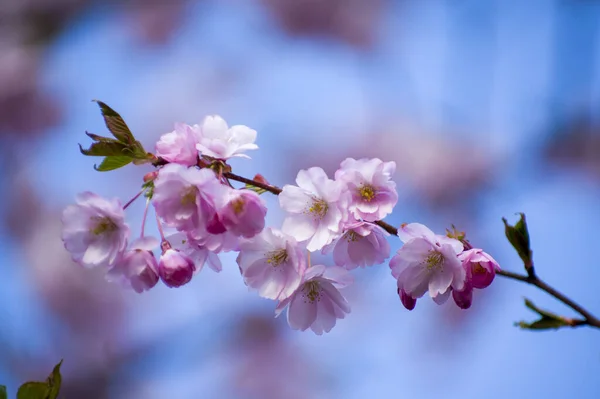 Beautiful Cherry Blossoms Park Close Sakura Tree Full Blooming Pink — Foto de Stock