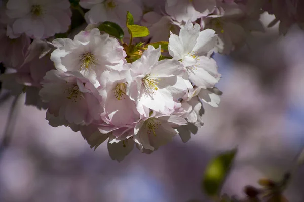 Beautiful Cherry Blossoms Park Close Sakura Tree Full Blooming Pink — Zdjęcie stockowe