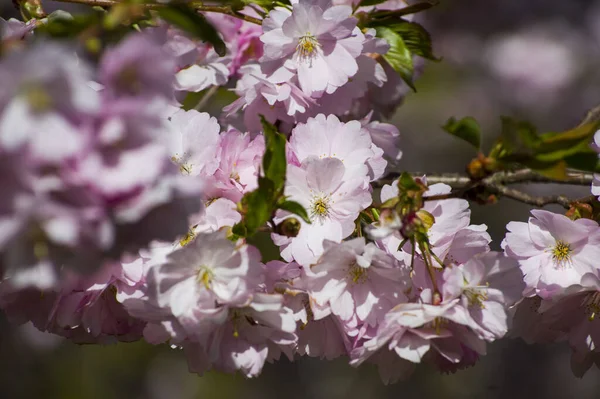 Parkta güzel kiraz çiçekleri var. Baharda çiçek açan pembe çiçeklerle dolu bir bahçe bahçesinde sakura ağacının yakın çekimi. Güneşli mavi gökyüzünde ağacın dalları. Çiçek desenli doku, duvar kağıdı