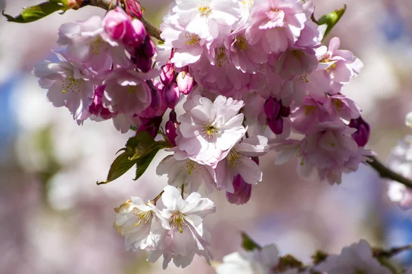 Красивые Цветы Вишни Парке Крупный План Сакуры Полной Цветущих Розовых — стоковое фото