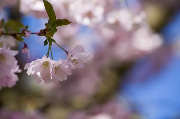 Beautiful Cherry Blossoms Park Close Sakura Tree Full Blooming Pink — Zdjęcie stockowe