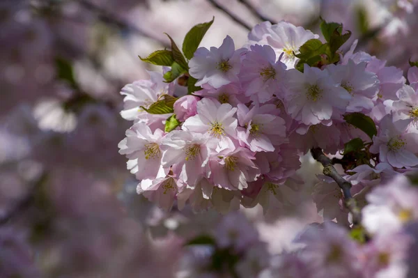 Beautiful Cherry Blossoms Park Close Sakura Tree Full Blooming Pink — Fotografia de Stock