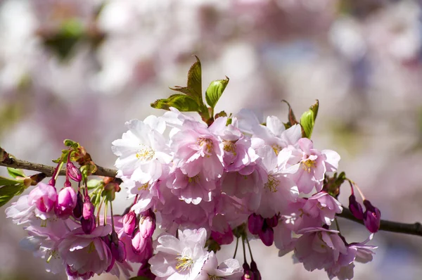 Parkta güzel kiraz çiçekleri var. Baharda çiçek açan pembe çiçeklerle dolu bir bahçe bahçesinde sakura ağacının yakın çekimi. Güneşli mavi gökyüzünde ağacın dalları. Çiçek desenli doku, duvar kağıdı